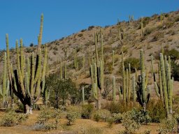 USA_Mexico2006-2007-042